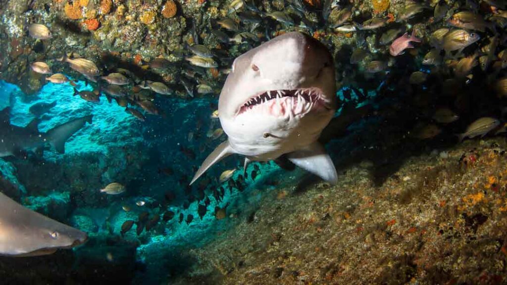 blacktip ocean shark in a cave
