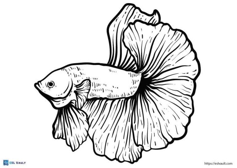 easy male betta fish coloring page