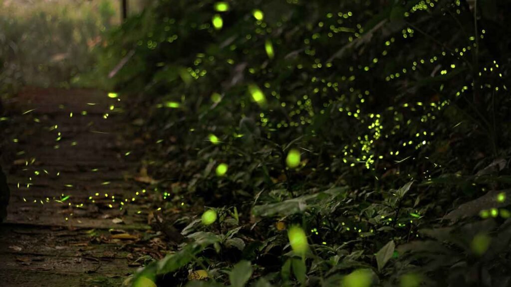 fireflies in a forest