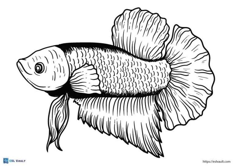 kids betta fish coloring page printable