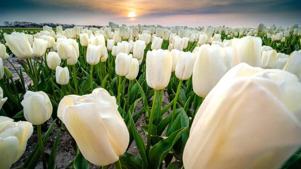 a field of white tulips and sunset