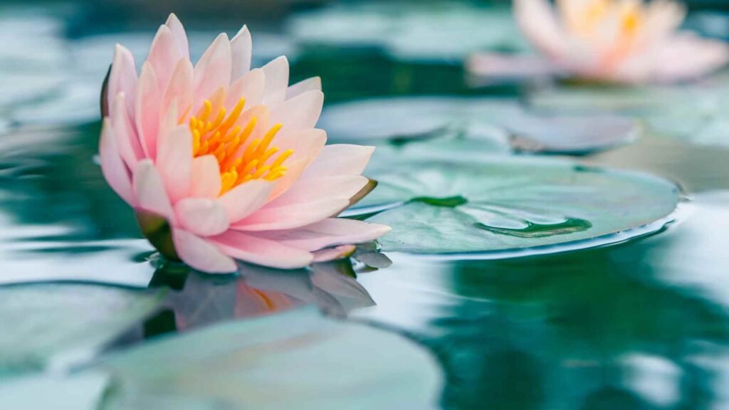 pink waterlily flower in a pond.