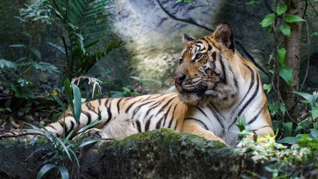a bengal tiger in the forest