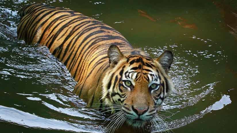 a sumatran tiger in water