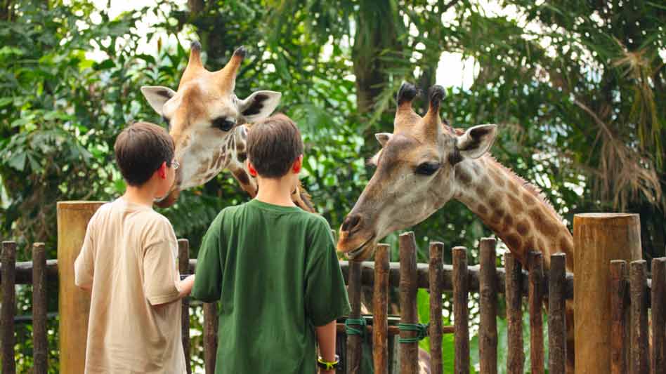 children feeding giraffes at a zoo