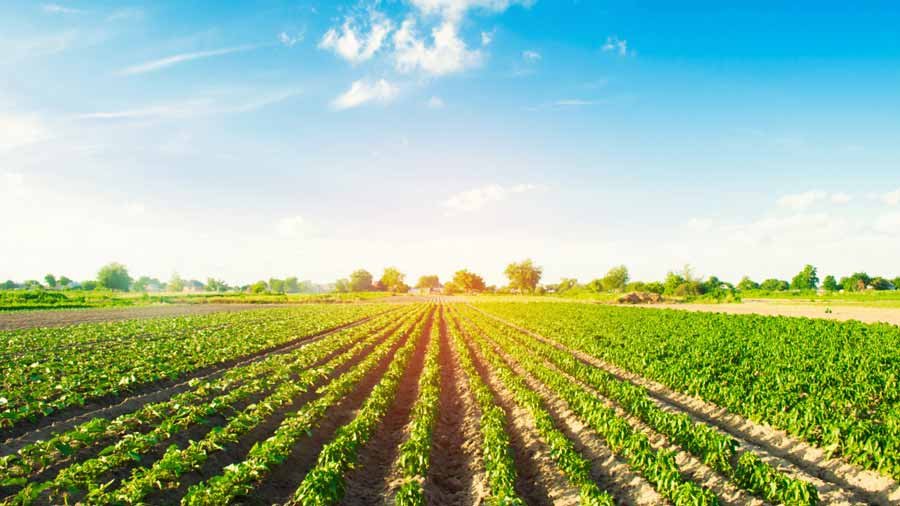 rows of pepper plants on a farm