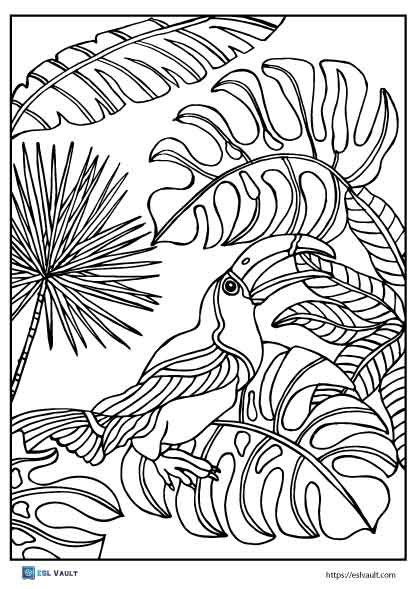 free toucan coloring page