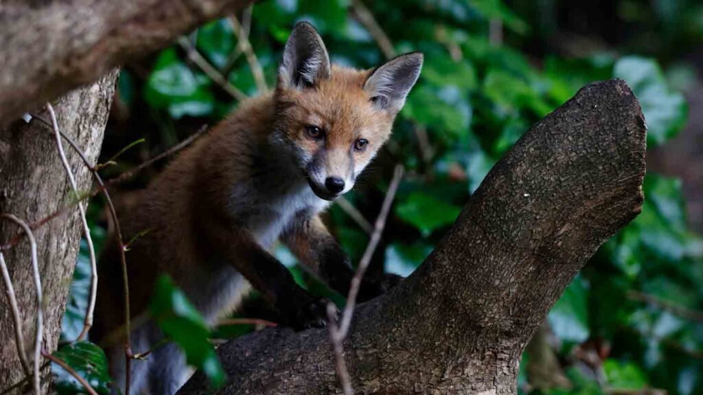 a fox cub in a forest