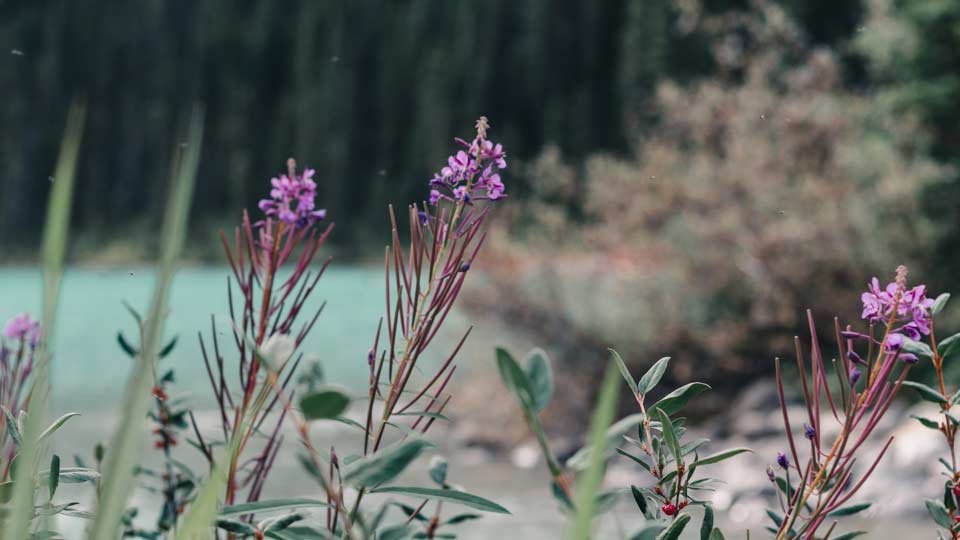 a natural landscape of flowers by a lake