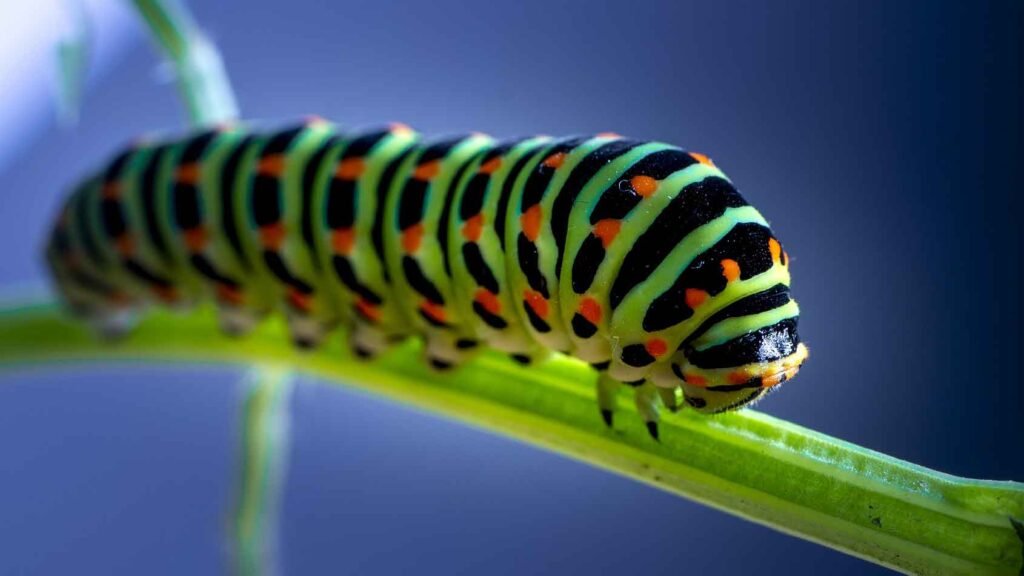 a colorful caterpillar