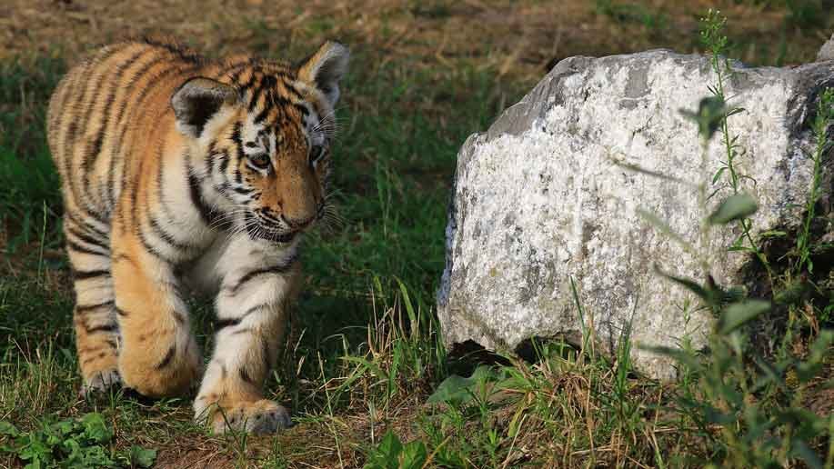a tiger cub walking