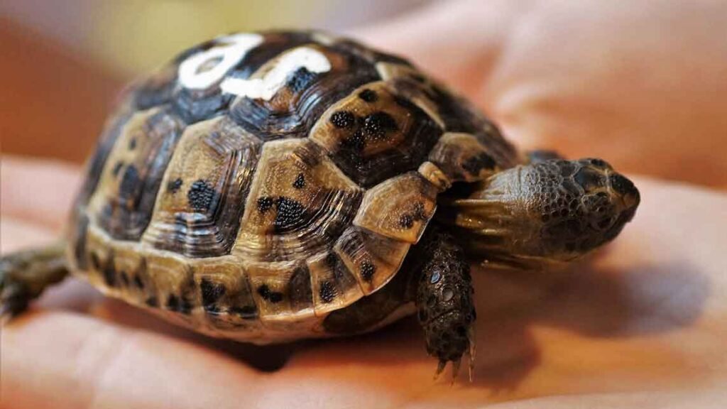 a tiny turtle in a hand