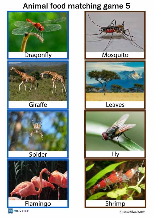 animal food matching game pdf 5