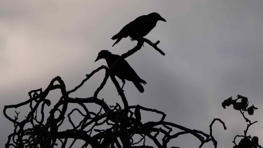crows on a tree for a Halloween scene