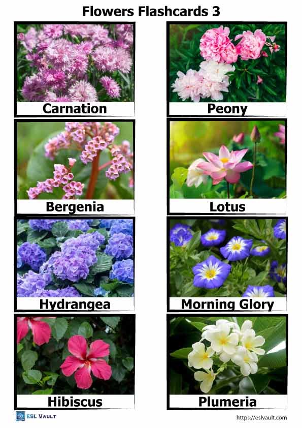 types of flowers flashcards 3