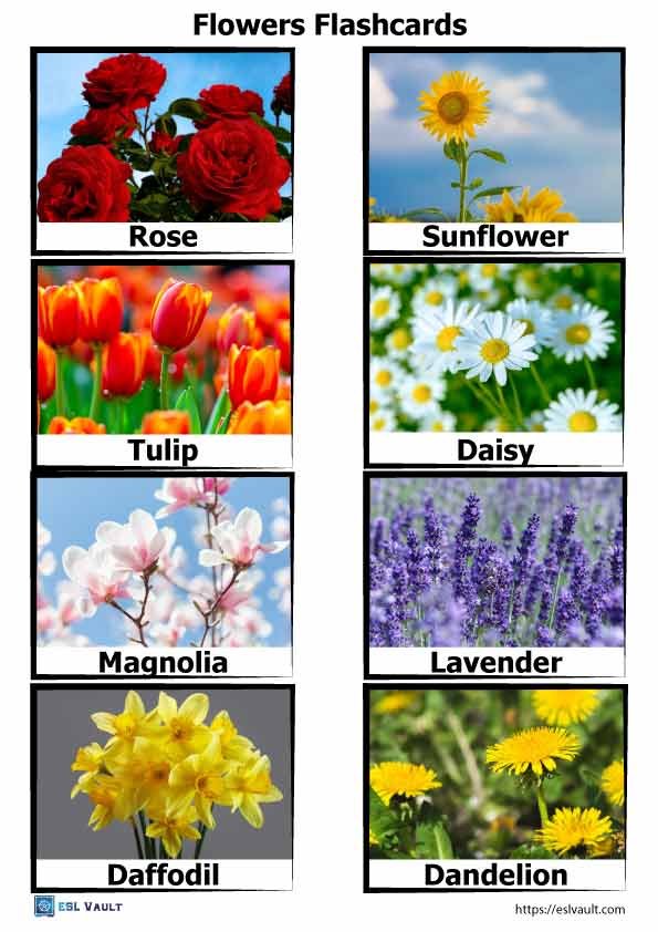 flowers flashcards 1