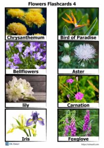 32 free PDF flowers flashcards - ESL Vault