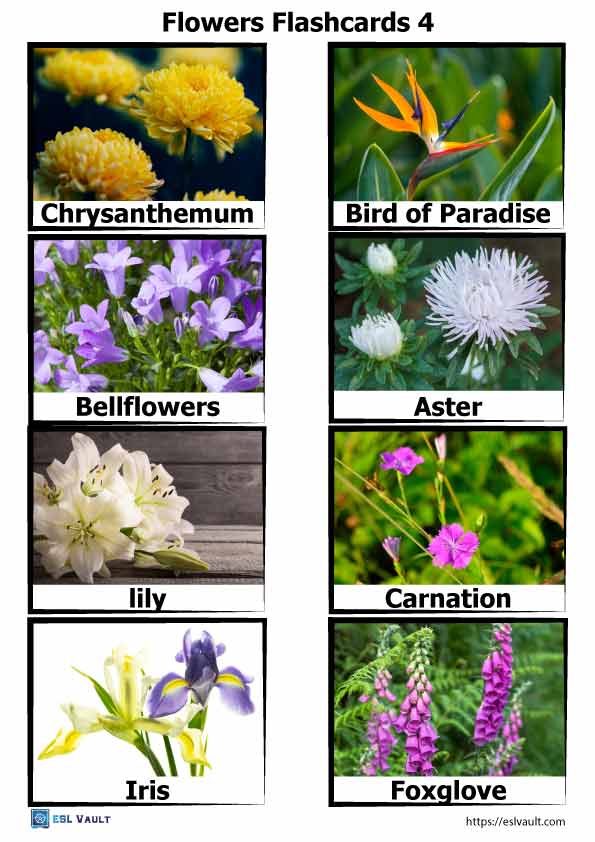 Types Of Flowers Flashcards