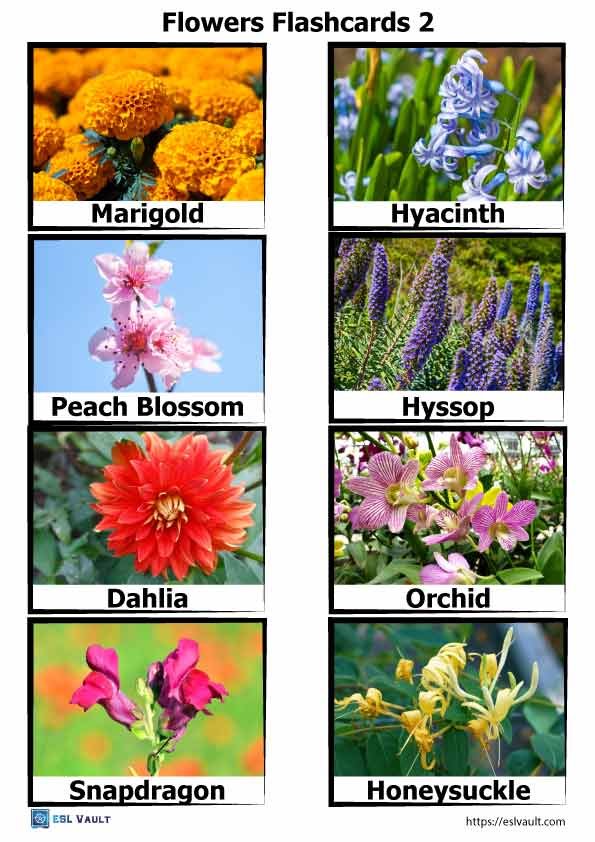 flowers flashcards printable 2