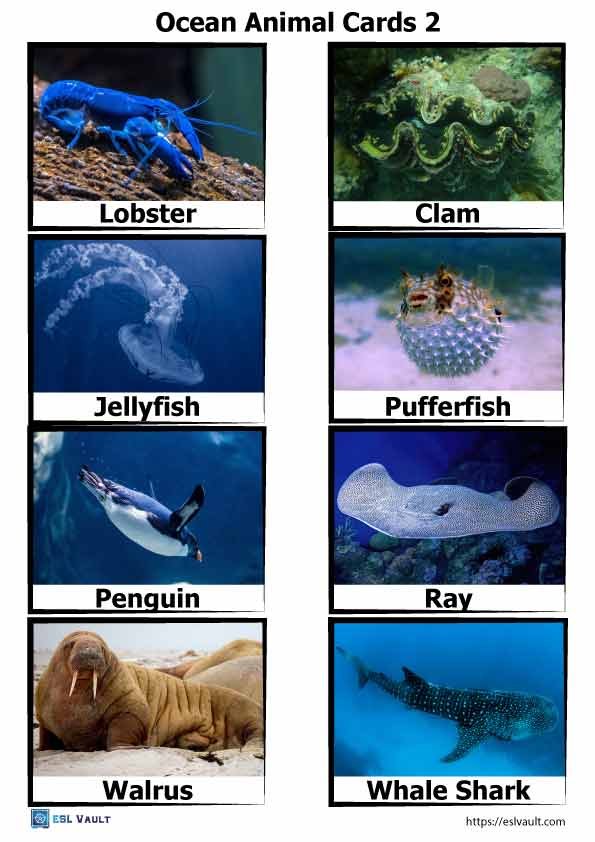 ocean animal cards 2