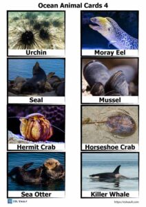 40 free PDF printable ocean animal cards - ESL Vault