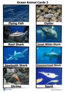 40 free PDF printable ocean animal cards - ESL Vault