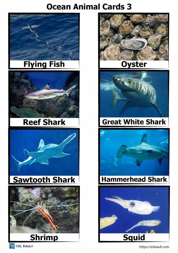 ocean animal pivture cards 3
