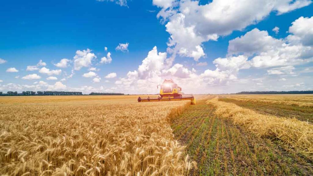 a combine harvester in a field