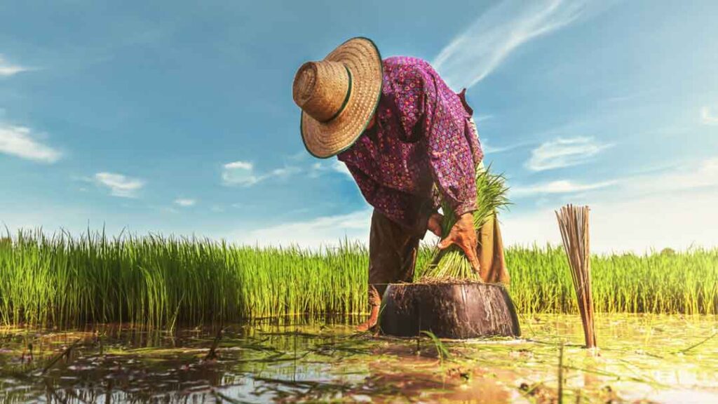 a farmer at work in a rice paddy