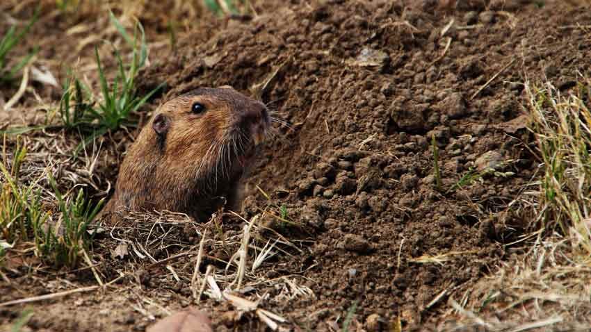 a gopher in the ground