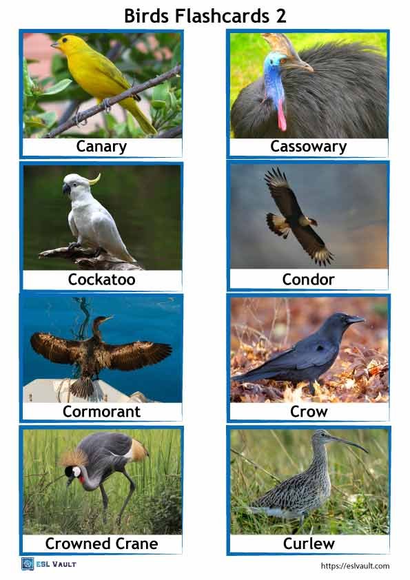 birds flashcards 2