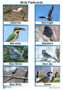 birds flashcards