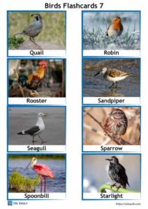 64 Free Printable Pdf Birds Flashcards - Esl Vault