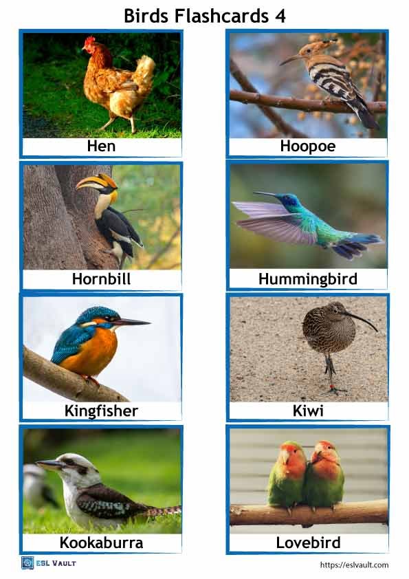 birds flashcards PDF 4