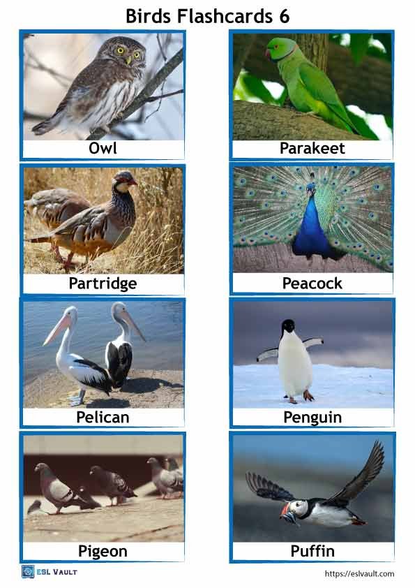 birds flashcards PDF 6