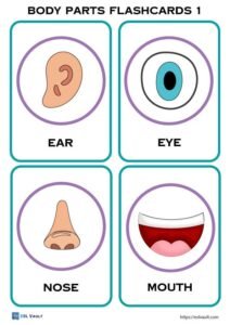body parts flashcards