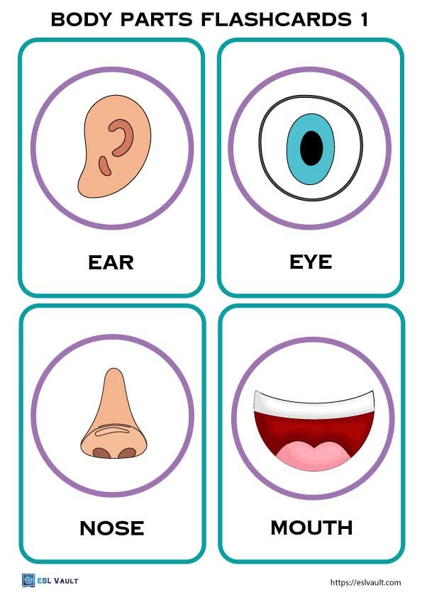 body parts flashcards