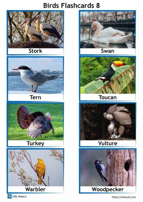 free birds flashcards printable 8