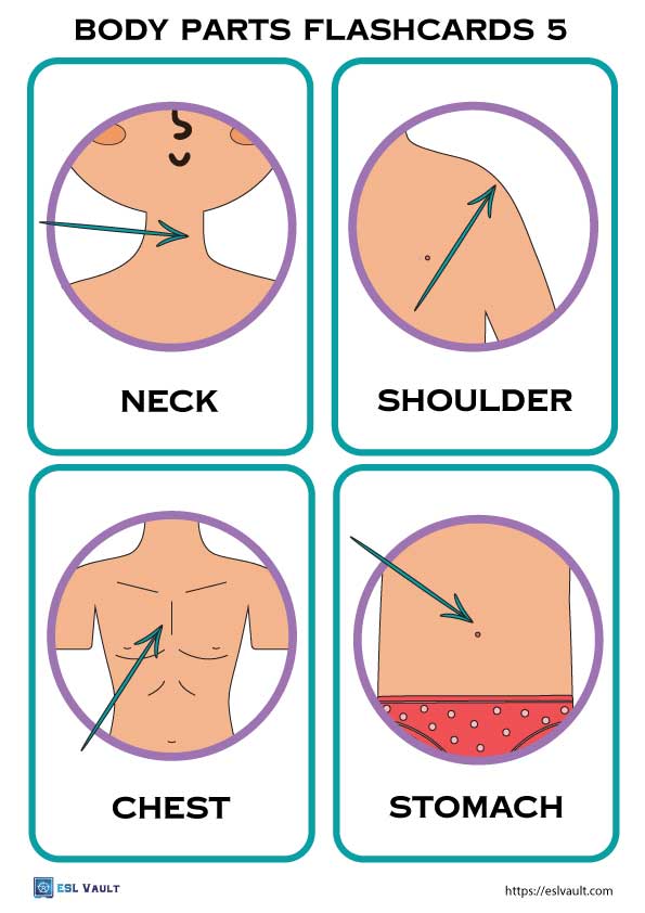 Human Muscles: Chest, Shoulders and Back (Model) Flashcards