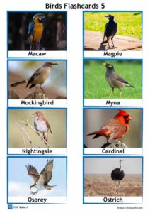 64 Free Printable PDF Birds Flashcards - ESL Vault