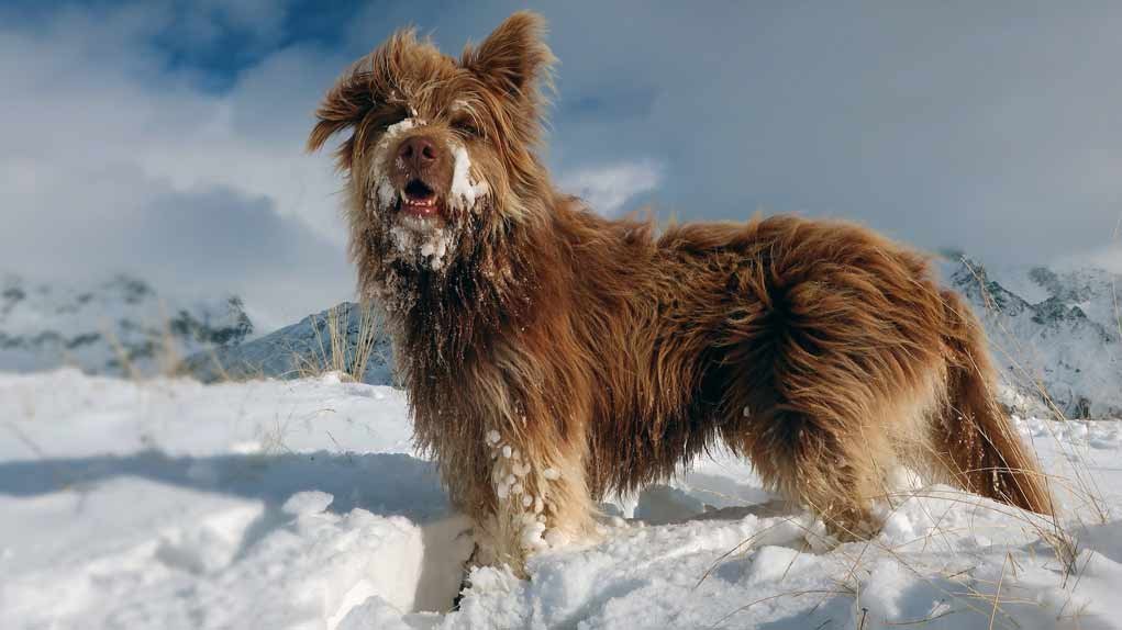 a happy dog in the snow