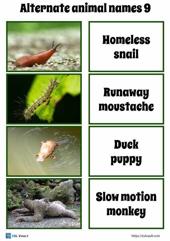 alternate animal names game 9