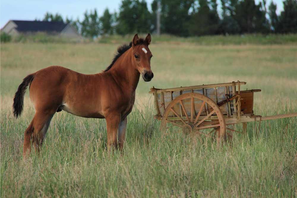 don't put the cart before the horse idiom