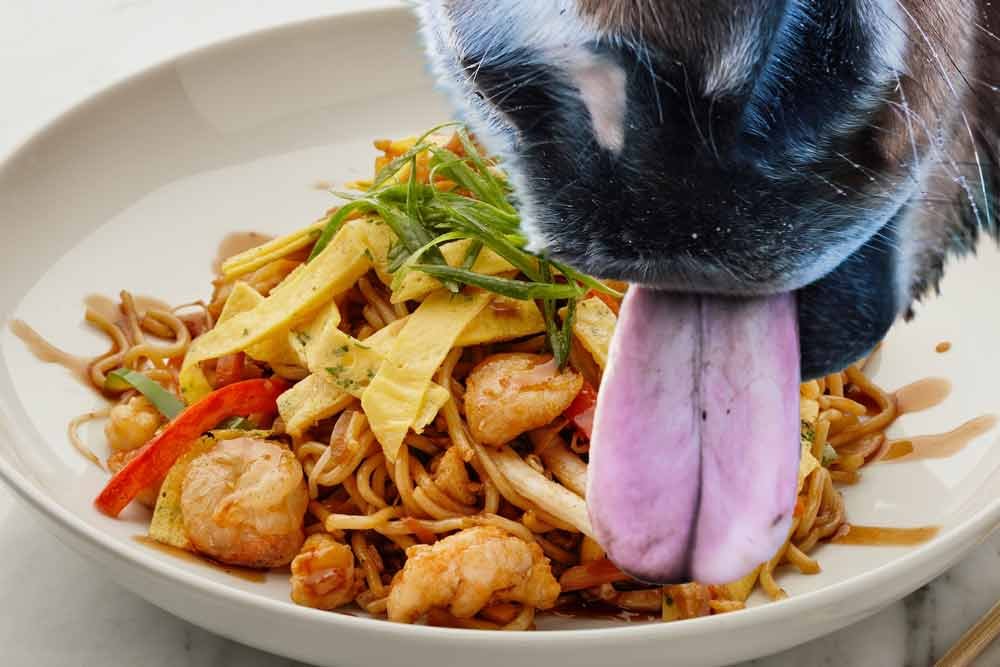 eat like a horse idiom