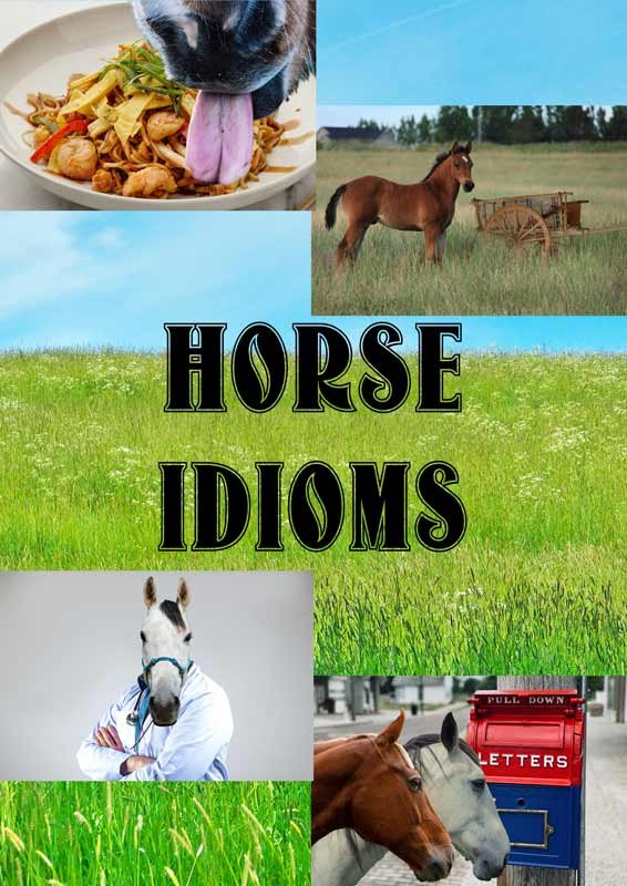 horse idioms featured image
