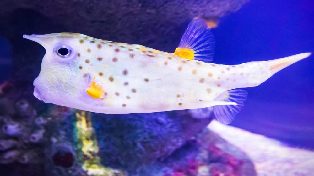 an interesting looking fish in an aquarium