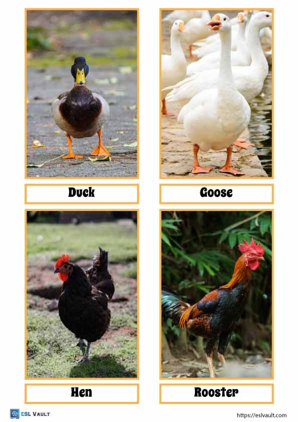 free farm animals flashcards pdf 2