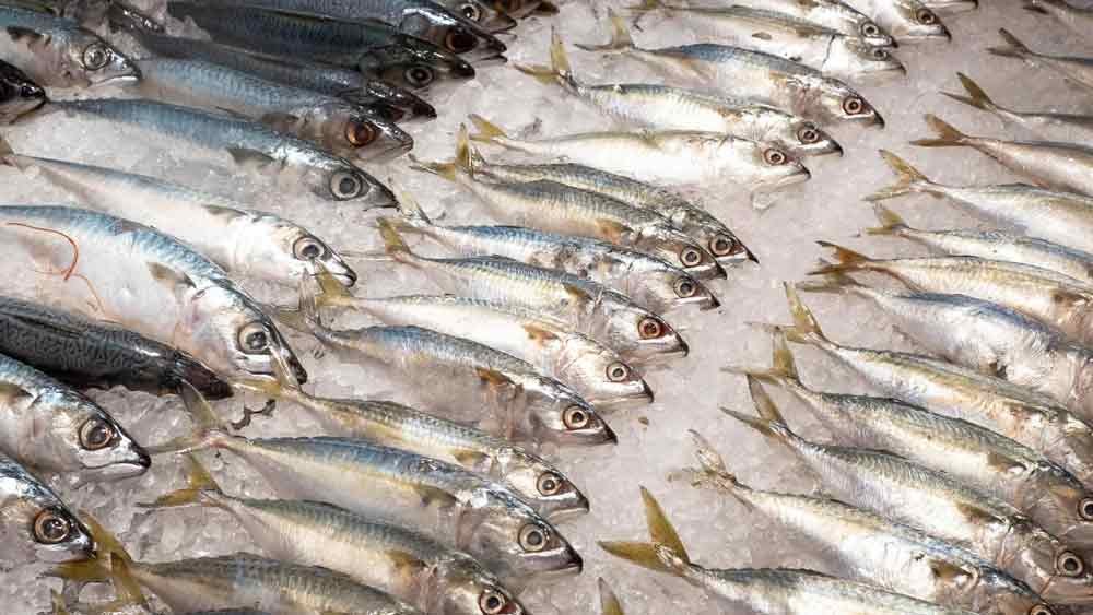 mackerel fish on ice at a market