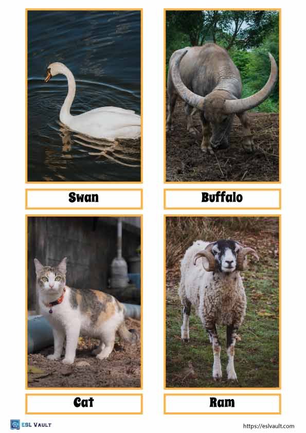 real life farm animals flashcards pdf 6