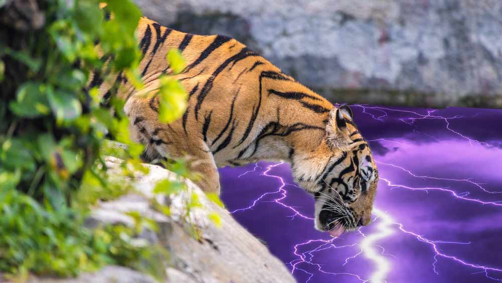 faster than a cat lapping chain lightning